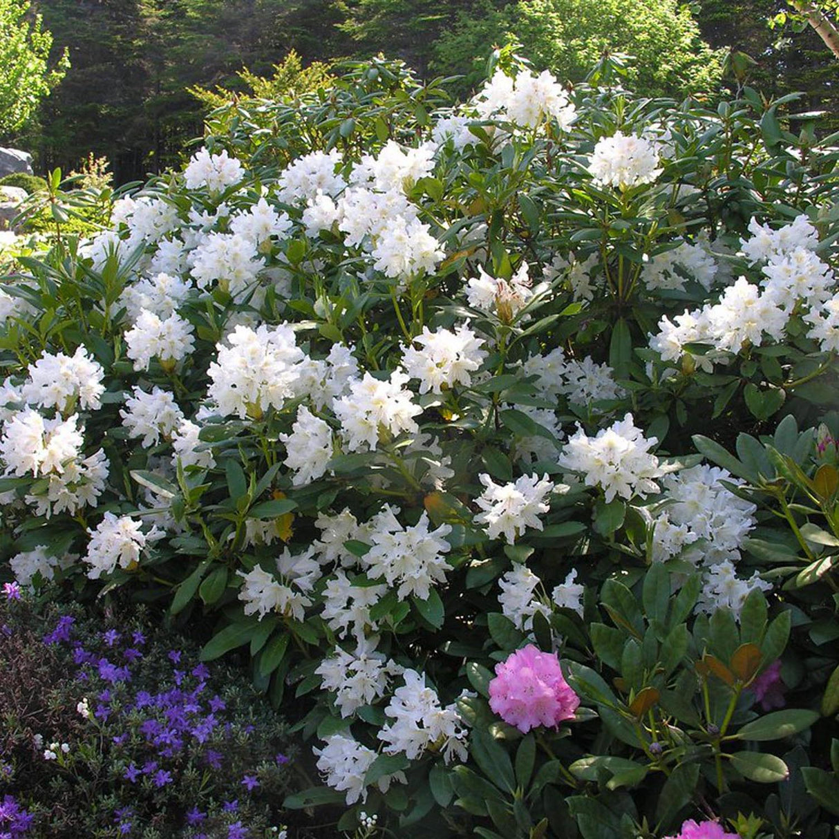 Rhododendron Hybride Cunninghams White, 25-30 cm. la livrare in ghiveci de 5L