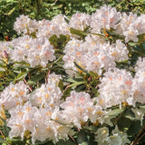 Rhododendron Hybride Cunninghams White, 25-30 cm. la livrare in ghiveci de 5L