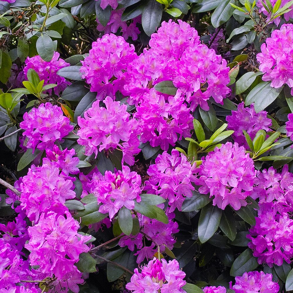 Black Friday - Reduceri Azaleea japoneza (Rhododendron) Roseum Elegans, cu flori roz-lila Promotie