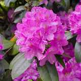 Black Friday - Reduceri Azaleea japoneza (Rhododendron) Roseum Elegans, cu flori roz-lila Promotie