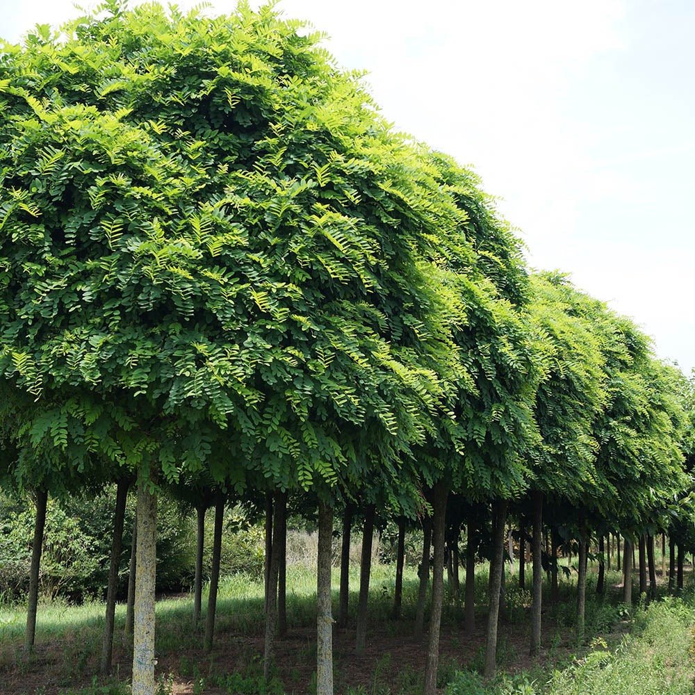 Salcam Globular (Robinia Pseudoacacia Umbraculifera) - VERDENA-Tulpina de 80 cm inaltime, livrat in ghiveci de 4.5 l