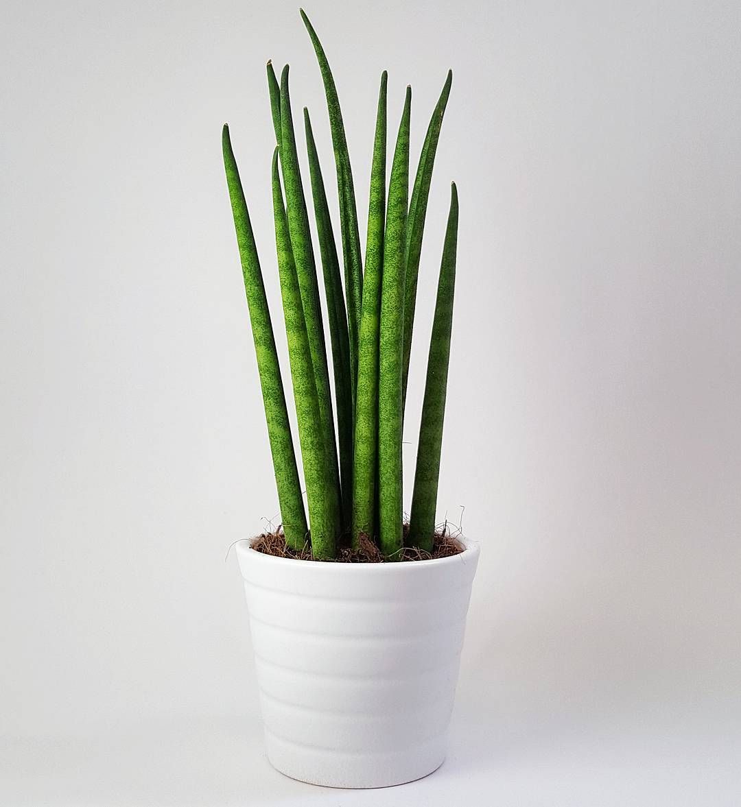 Sansevieria Cylindrica (Sulita Africana) Mikado - 35 cm - VERDENA-35 cm inaltime, livrat in ghiveci de 1.2 l