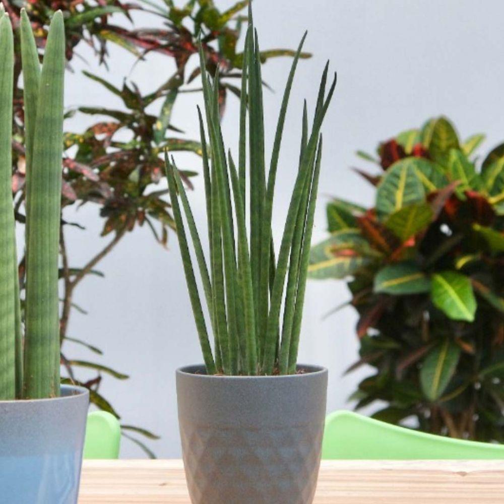 Sansevieria Cylindrica (Sulita Africana) Mikado - 55 cm - VERDENA-55 cm inaltime, livrat in ghiveci de 1.5 l