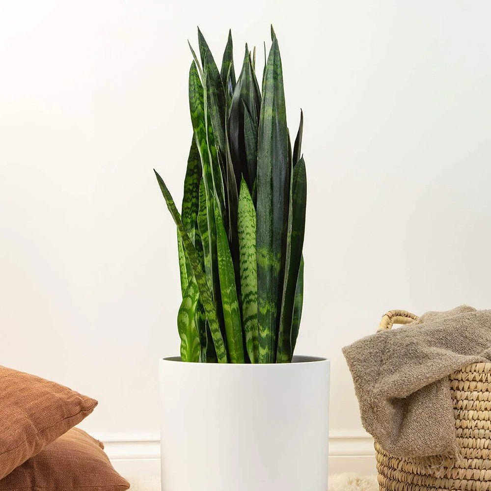 Sansevieria (Limba Soacrei) Black Coral - 35-40 cm