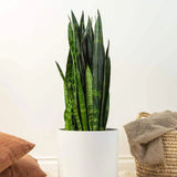 Sansevieria (Limba Soacrei) Black Coral - 35-40 cm