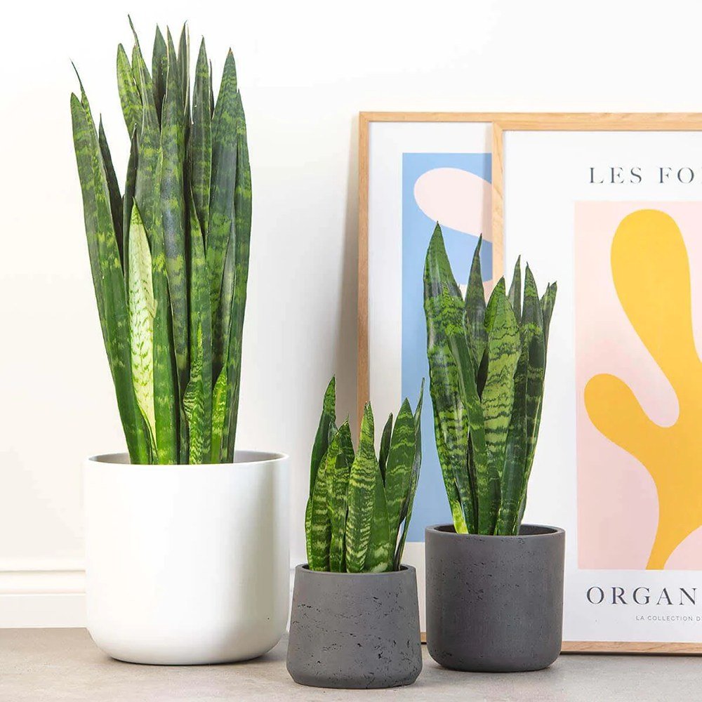 Sansevieria (Limba Soacrei) Black Coral - 35-40 cm