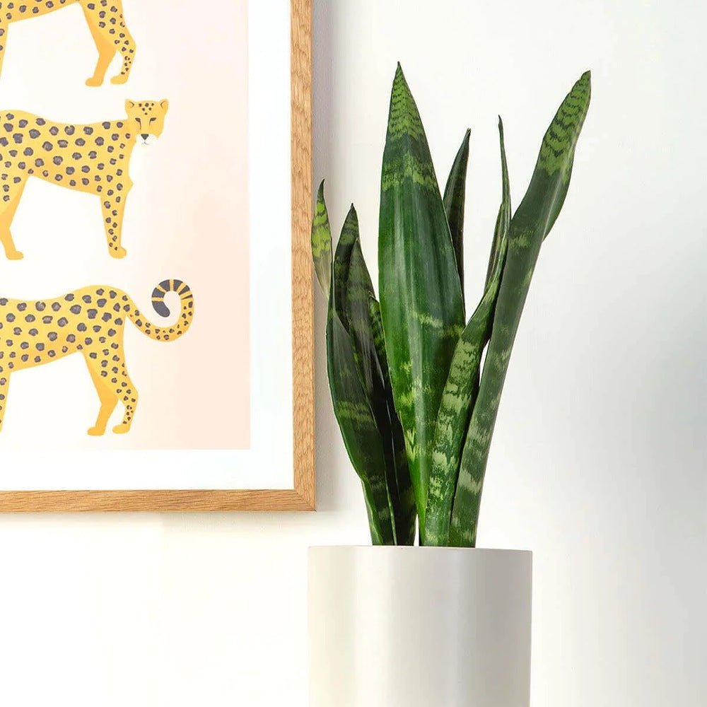 Sansevieria (Limba Soacrei) Black Coral - 35-40 cm