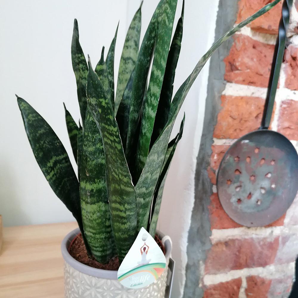 Sansevieria (Limba Soacrei) Black Coral - 35-40 cm