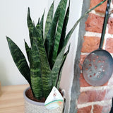 Sansevieria (Limba Soacrei) Black Coral - 35-40 cm