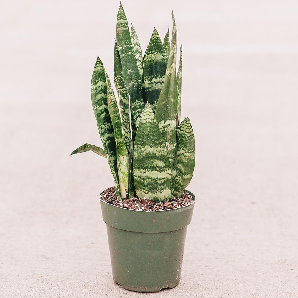 Sansevieria (Limba Soacrei) Black Coral - 35-40 cm