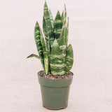 Sansevieria (Limba Soacrei) Black Coral - 35-40 cm