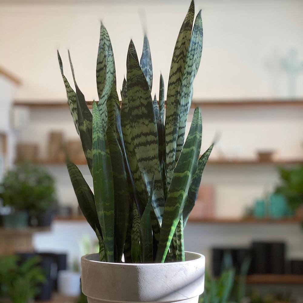 Sansevieria (Limba Soacrei) Black Coral - 35-40 cm