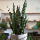Sansevieria (Limba Soacrei) Black Coral - 35-40 cm