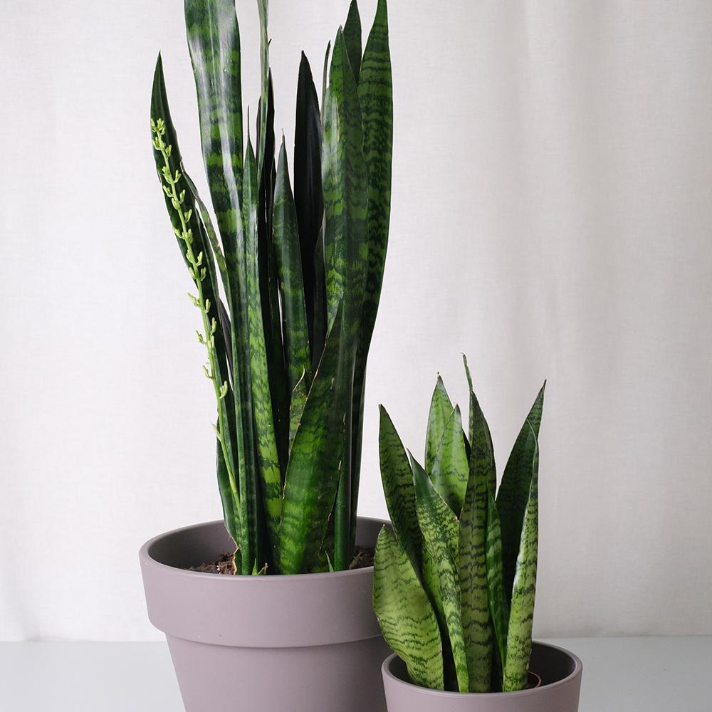 Sansevieria (Limba Soacrei) Black Coral - 35-40 cm