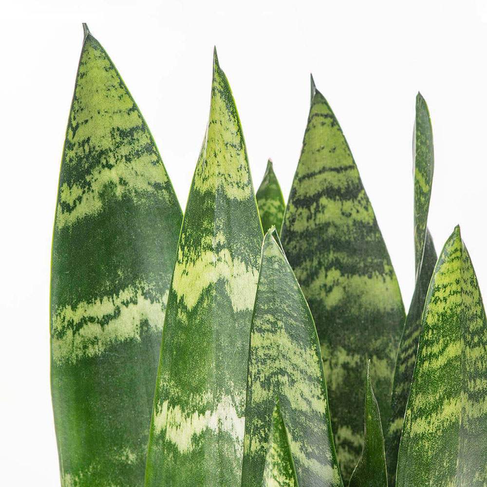 Sansevieria (Limba Soacrei) Black Coral - 35-40 cm