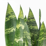 Sansevieria (Limba Soacrei) Black Coral - 60-70 cm - VERDENA-60-70 cm inaltime, livrat in ghiveci de 3 l