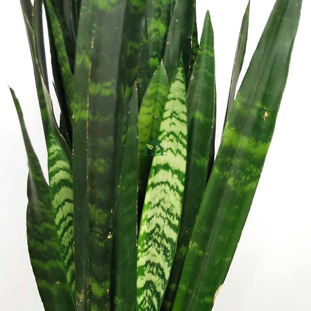 Sansevieria (Limba Soacrei) Black Coral - 70 cm - VERDENA-70 cm inaltime, livrat in ghiveci de 3 l