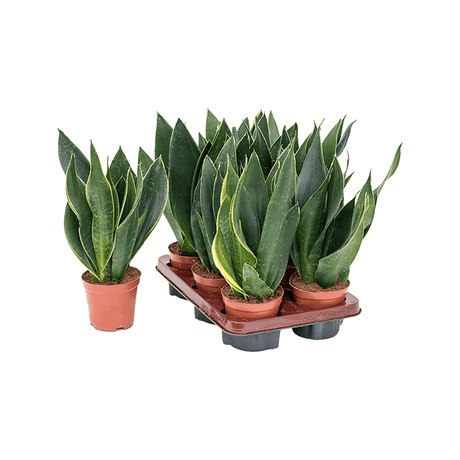 Sansevieria (limba soacrei) Black Diamond, 35 cm la livrare, in ghiveci de Ø 12 cm