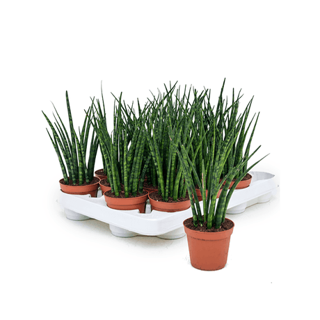 Sansevieria (limba soacrei) Fernwood Mikado, 25 cm la livrare, in ghiveci de Ø  8 cm