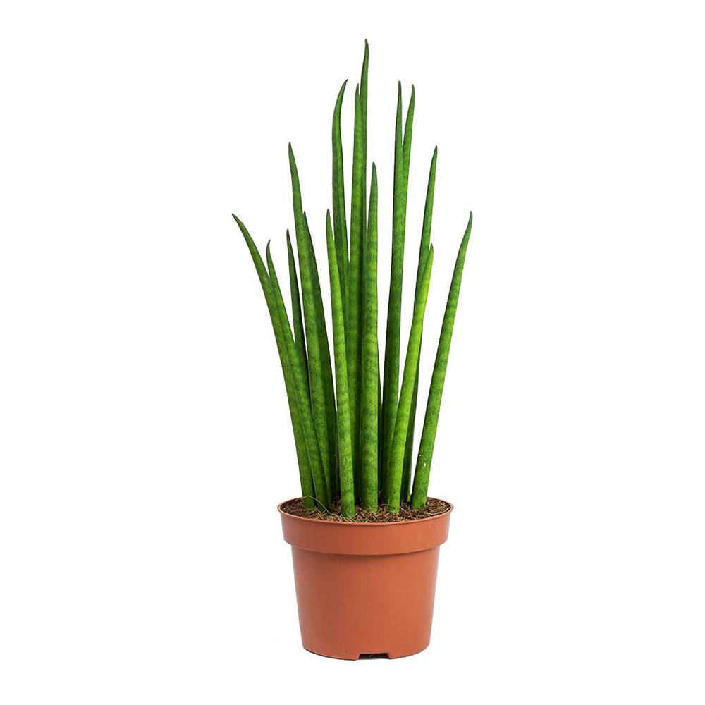 Sansevieria (limba soacrei) Fernwood Mikado, 25 cm la livrare, in ghiveci de Ø  8 cm