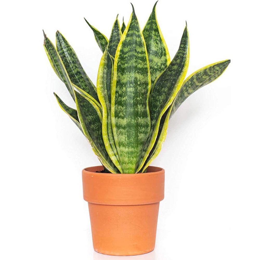 Sansevieria (limba soacrei) Futura Superba, 35 cm la livrare, in ghiveci de Ø 12 cm