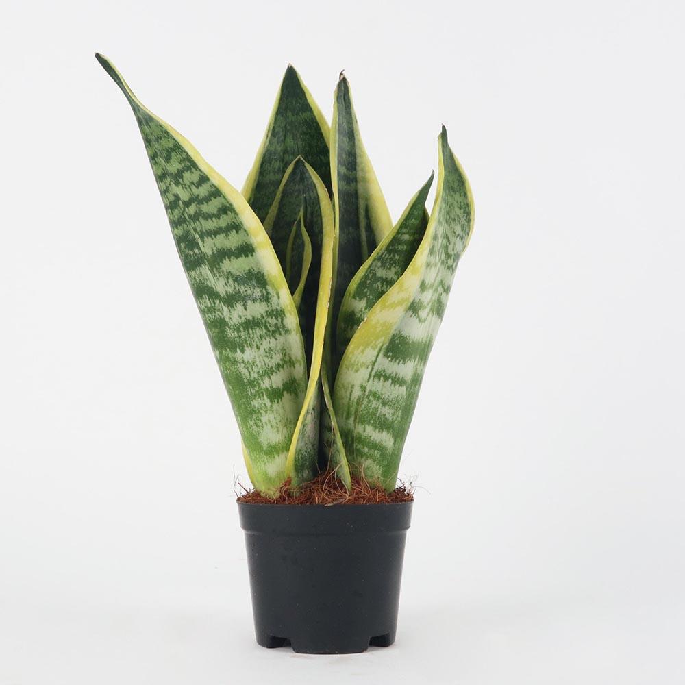 Sansevieria (limba soacrei) Futura Superba, 35 cm la livrare, in ghiveci de Ø 12 cm