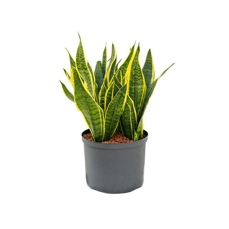 Sansevieria (limba soacrei) Futura Superba, 35 cm la livrare, in ghiveci de Ø 12 cm