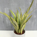 Sansevieria (limba soacrei) Lauren, 70 cm la livrare, in ghiveci de Ø  21 cm