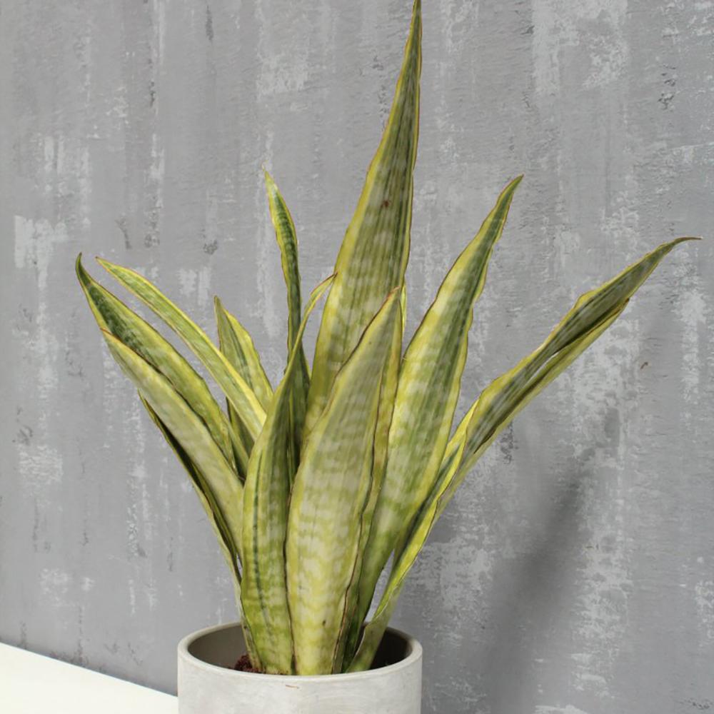 Sansevieria (limba soacrei) Lauren, 70 cm la livrare, in ghiveci de Ø  21 cm