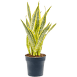 Sansevieria (limba soacrei) Lauren, 70 cm la livrare, in ghiveci de Ø  21 cm