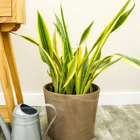 Sansevieria (limba soacrei) Lauren, 70 cm la livrare, in ghiveci de Ø  21 cm