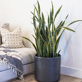 Sansevieria (Limba Soacrei) Laurentii - 100 cm - VERDENA-100 cm inaltime livrat in ghiveci de 9 l