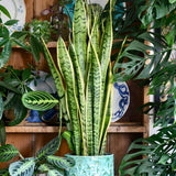 Sansevieria (Limba Soacrei) Laurentii - 100 cm - VERDENA-100 cm inaltime livrat in ghiveci de 9 l