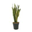 Sansevieria (limba soacrei) Laurentii - 100 cm - VERDENA-100 cm inaltime livrat in ghiveci de 12.5 l