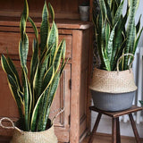 Sansevieria (limba soacrei) Laurentii - 100 cm - VERDENA-100 cm inaltime livrat in ghiveci de 12.5 l