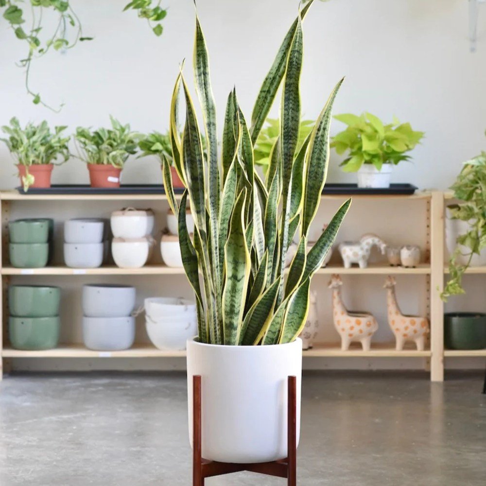 Sansevieria (Limba Soacrei) Laurentii - 100 cm - VERDENA-100 cm inaltime livrat in ghiveci de 9 l