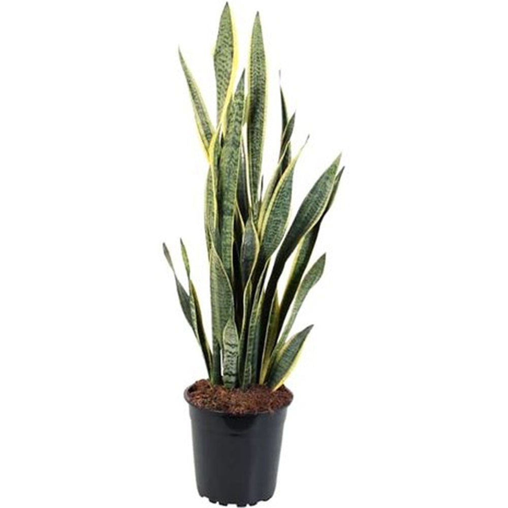 Sansevieria (Limba Soacrei) Laurentii - 120 cm - VERDENA-120 cm inaltime livrat in ghiveci de 16 l