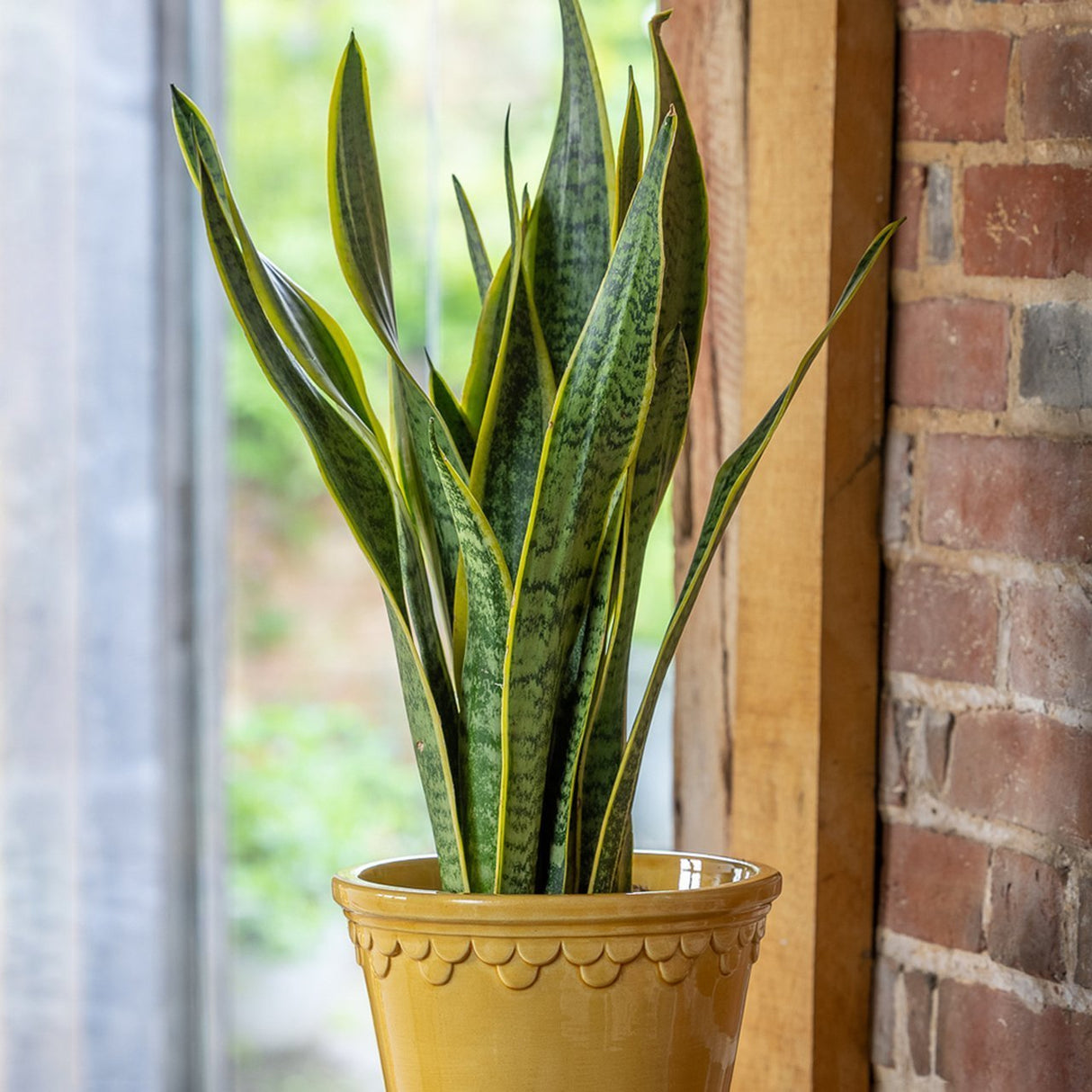 Sansevieria (limba soacrei) Laurentii, 30 cm la livrare, in ghiveci Ø 9 cm