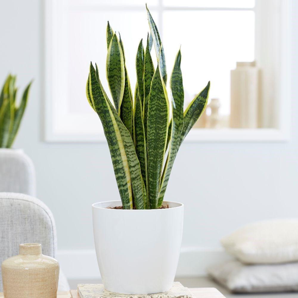 Sansevieria (limba soacrei) Laurentii, 55 cm la livrare, in ghiveci Ø 17 cm