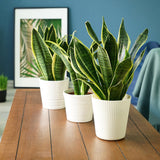 Sansevieria (limba soacrei) Laurentii - 45 cm - VERDENA-45 cm la livrare, in ghiveci de Ø 15 cm