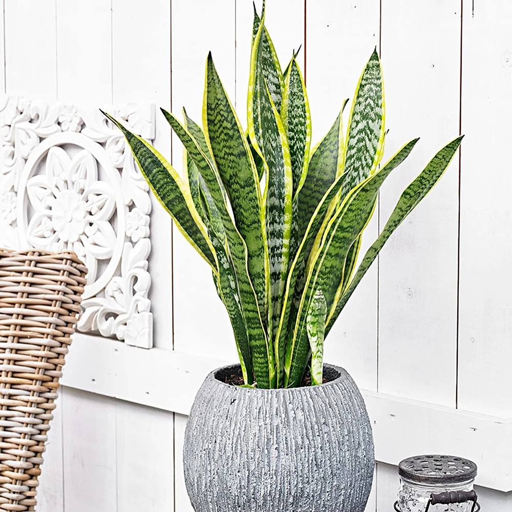 Sansevieria (Limba Soacrei) Laurentii - 45 cm - VERDENA-45-55 cm inaltime, livrat in ghiveci de 1.5 l