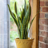 Sansevieria (limba soacrei) Laurentii, 55 cm la livrare, in ghiveci Ø 17 cm