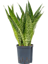 Sansevieria (limba soacrei) masoniana Dragon, 80 cm la livrare, in ghiveci Ø 21 cm