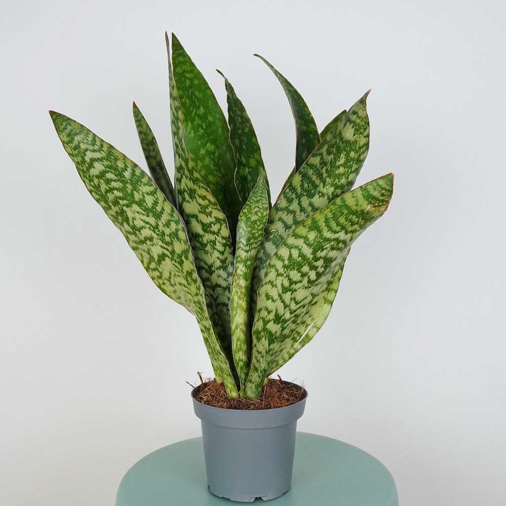 Sansevieria (limba soacrei) masoniana Dragon - 70-80 cm - VERDENA-80 cm la livrare in ghiveci 6 L