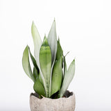 Sansevieria (limba soacrei) Moonshine, 30 cm la livrare, in ghiveci de Ø  9 cm