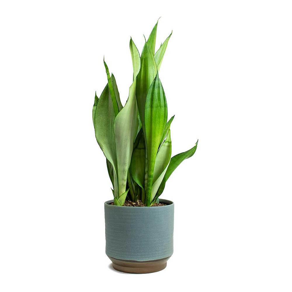 Sansevieria (limba soacrei) Moonshine - 40 cm - VERDENA-40 cm la livrare in ghiveci Ø 12 cm