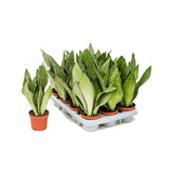 Sansevieria (Limba Soacrei) Moonshine - 60 cm - VERDENA-60 cm inaltime, livrat in ghiveci de 3 l