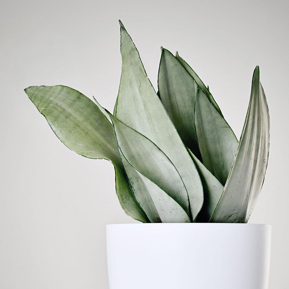 Sansevieria (Limba Soacrei) Moonshine - 60 cm - VERDENA-60 cm inaltime, livrat in ghiveci de 3 l