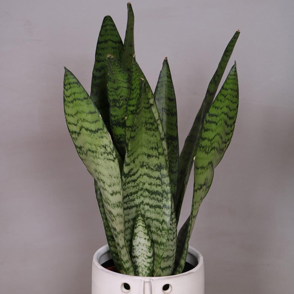 Sansevieria (Limba Soacrei) Zeylanica - 100 cm - VERDENA-100 cm inaltime, livrat in ghiveci de 9 l