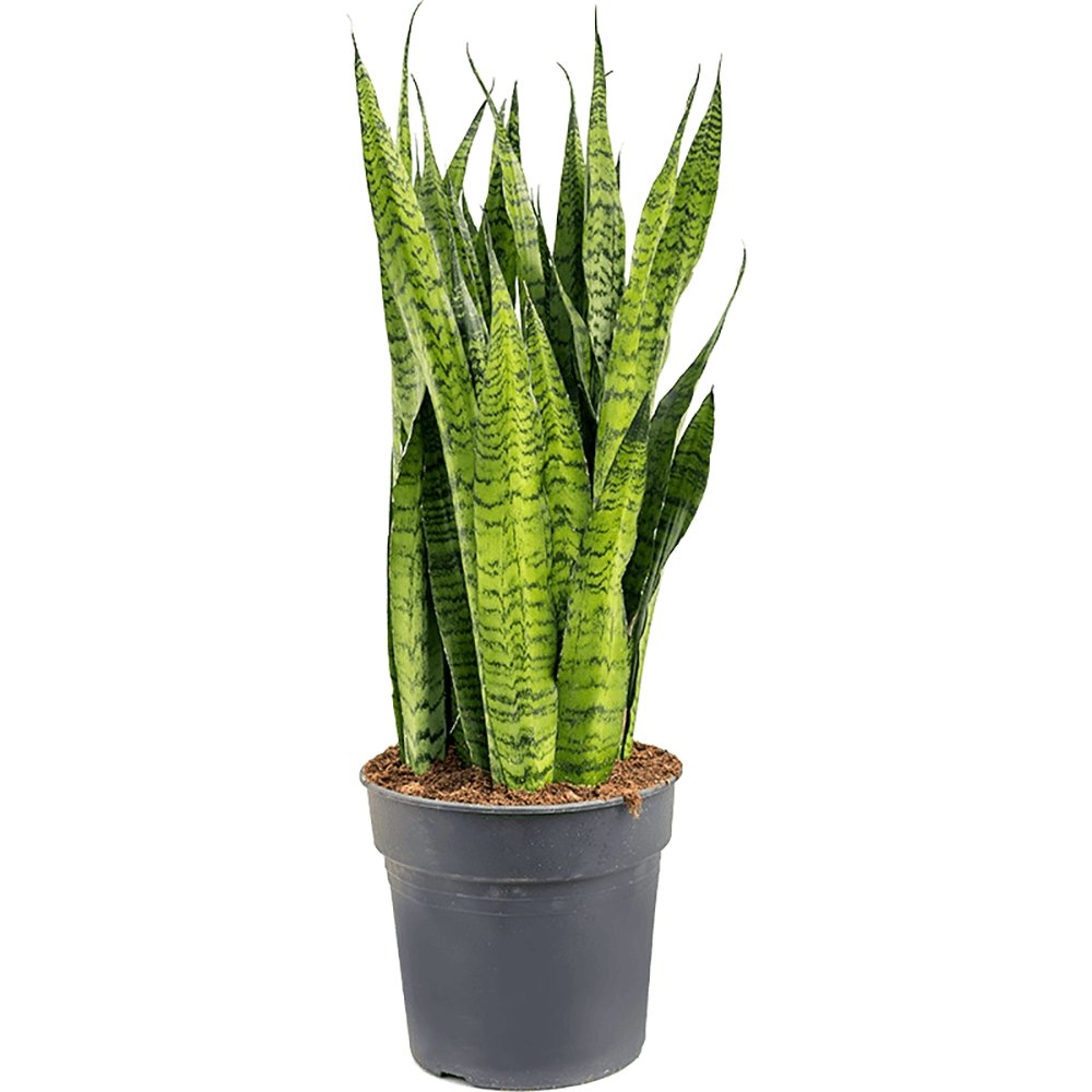 Sansevieria (Limba Soacrei) Zeylanica - 100 cm - VERDENA-100 cm inaltime, livrat in ghiveci de 9 l